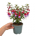 Upright Fuchsia Fuchsita Red & Lavender Plant