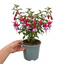 1 Large Plant - Upright Fuchsia Fuchsita Red & Lavender, Outdoor Garden Ready