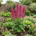Delphinium Magic Fountains Deep Rose White Bee Plants