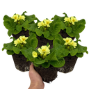 Primrose Sweet 16 Plants (Set of 3 or 6)
