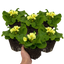 Set of 3 or 6 Large Plants - Primrose Sweet 16, Ready to Plant in Your Garden, 1L Rootballs