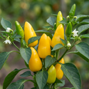 Astor Variety Plants (Set of 3 or 6)