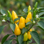 Set of 3 or 6 Large Sweet Pepper Plants - Astor Variety, Ready to Plant in Your Garden