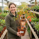 Cornus Anny's Winter Orange Plants