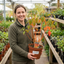 1 Cornus Anny's Winter Orange Plant, Hardy Dogwood Shrub for Winter Interest, 3 Litre Root Ball