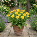 Calendula Fiesta Yellow Pot Marigold Plants