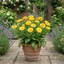 1 Calendula Fiesta Yellow Pot Marigold Plant, Spring & Autumn Bedding, Pollinator Friendly, 2 Litre Root Ball