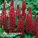 Lupin Legendary Red Shades Plant (2L Pot)