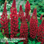 1 Large Plant - Lupin Legendary Red Shades, Outdoor Garden Ready, 2L Rootball