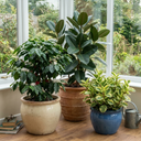 Coffea Arabica Plant (1L Pot)