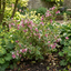 1 Weigela Variegata Plant, Pink Flowering Hardy Shrub, Bee Friendly, Outdoor Garden Ready, 17cm Root-Ball