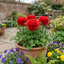 Set of 3 or 6 Ranunculus Vortex Red Persian Buttercup Plants, Spring & Autumn Flowering, Outdoor Garden Ready, 1 Litre Root-Ball