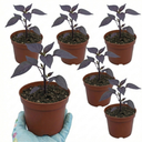 Grow Your Own Chilli Pepper Gusto Purple Plants (Set of 3 or 6)