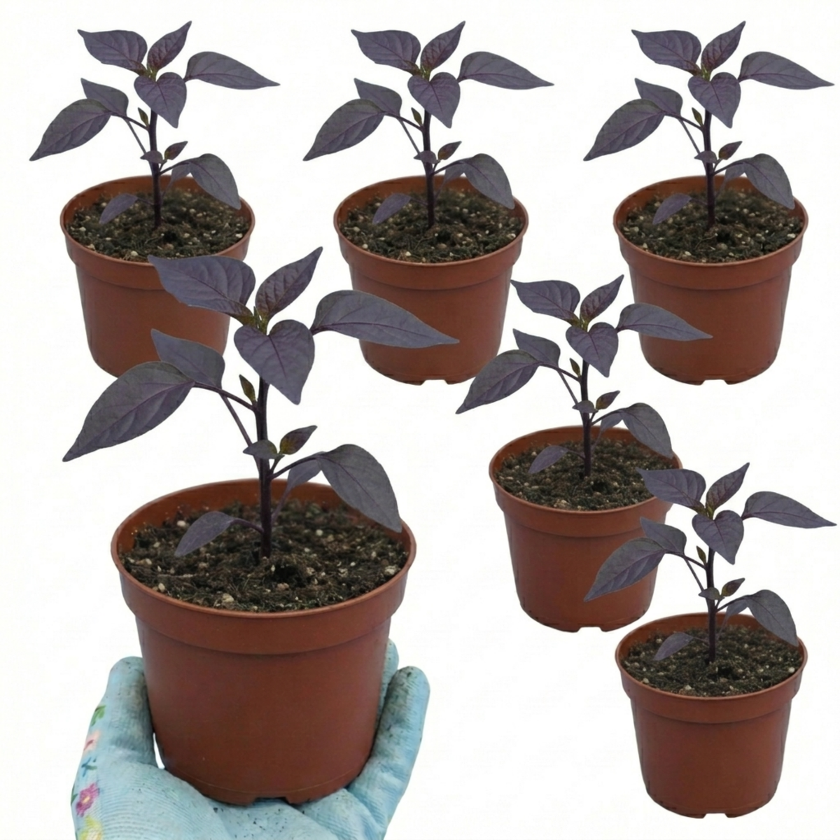 Chilli 'Gusto Purple' – Grow Your Own Chilli (Set of 3 or 6)