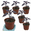 Set of 3 or 6 Large Plants - Grow Your Own Chilli Pepper Gusto Purple, Garden Ready