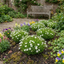 Set of 3 or 6 Large Plants - Arenaria Ronda, Ready to Plant in Your Garden, 1L