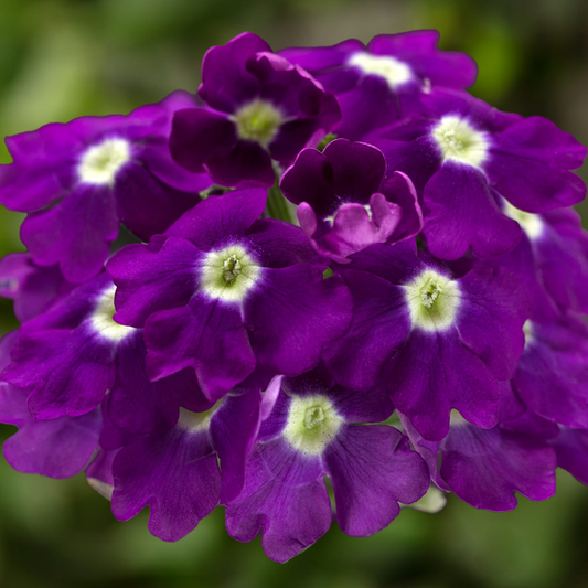 Close-up cluster of rich violet-purple verbena flowers, each with a pale lime-white eye
