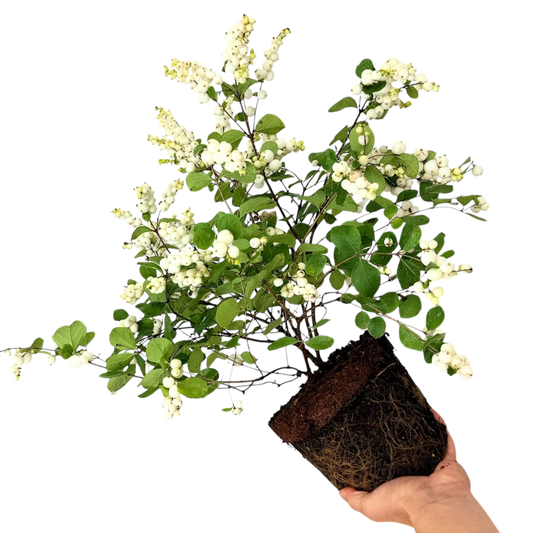 Symphoricarpos 'Magical Galaxy' (Snowberry) – Berrying Shrub (3L Pot)