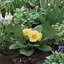 Set of 3 or 6 Large Plants - Primrose Sweet 16, Ready to Plant in Your Garden, 1L Rootballs