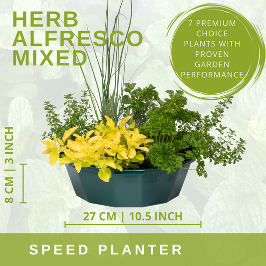 Planted herb bowl with chives, parsley, thyme and golden marjoram