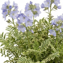 Polemonium Touch of Class Jacobs Ladder Plants