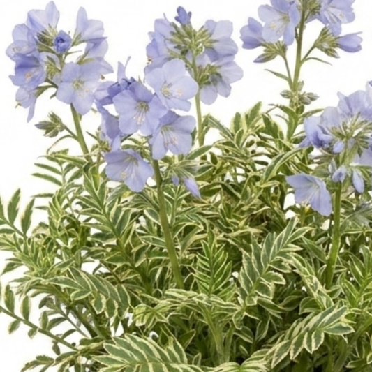 Lavender-blue bell flowers on upright stems above finely divided cream-edged variegated foliage