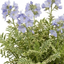 1 Polemonium Touch of Class Jacobs Ladder Plant, Hardy Variegated Cottage Garden Perennial, 3L Root Ball