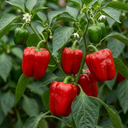 Red King Variety Plants (Set of 3 or 6)