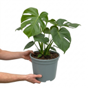 Monstera Deliciosa Cheese Plants