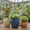 3 Designer Variegated Live Collection Plants