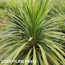Cordyline Peko Plant (3L Pot)