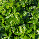 Euonymus Green Spire Plant (2L Pot)