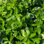 Euonymus Green Spire