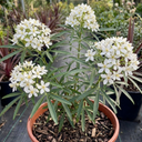 Choisya Snow Flurries Plant (3L Pot)