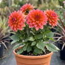 Dahlia Fun Pomegranate Plants