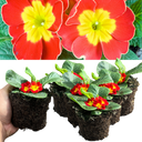 Primrose Red Plant