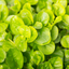 Set of 3 or 6 Large Creeping Jenny Plants - Lysimachia Goldilocks, Outdoor Garden Ready