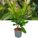 Prunus Rotundifolia Plant