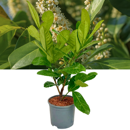 Cherry Laurel (Prunus laurocerasus 'Rotundifolia') – Evergreen Hedging (2L Pot)