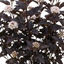 1 Physocarpus Diabolo Ninebark Plant, Dark Purple Foliage Hardy Perennial Shrub, 3 Litre Root Ball