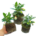 Fuchsia Diva White & Violet Plants (Set of 3 or 6)