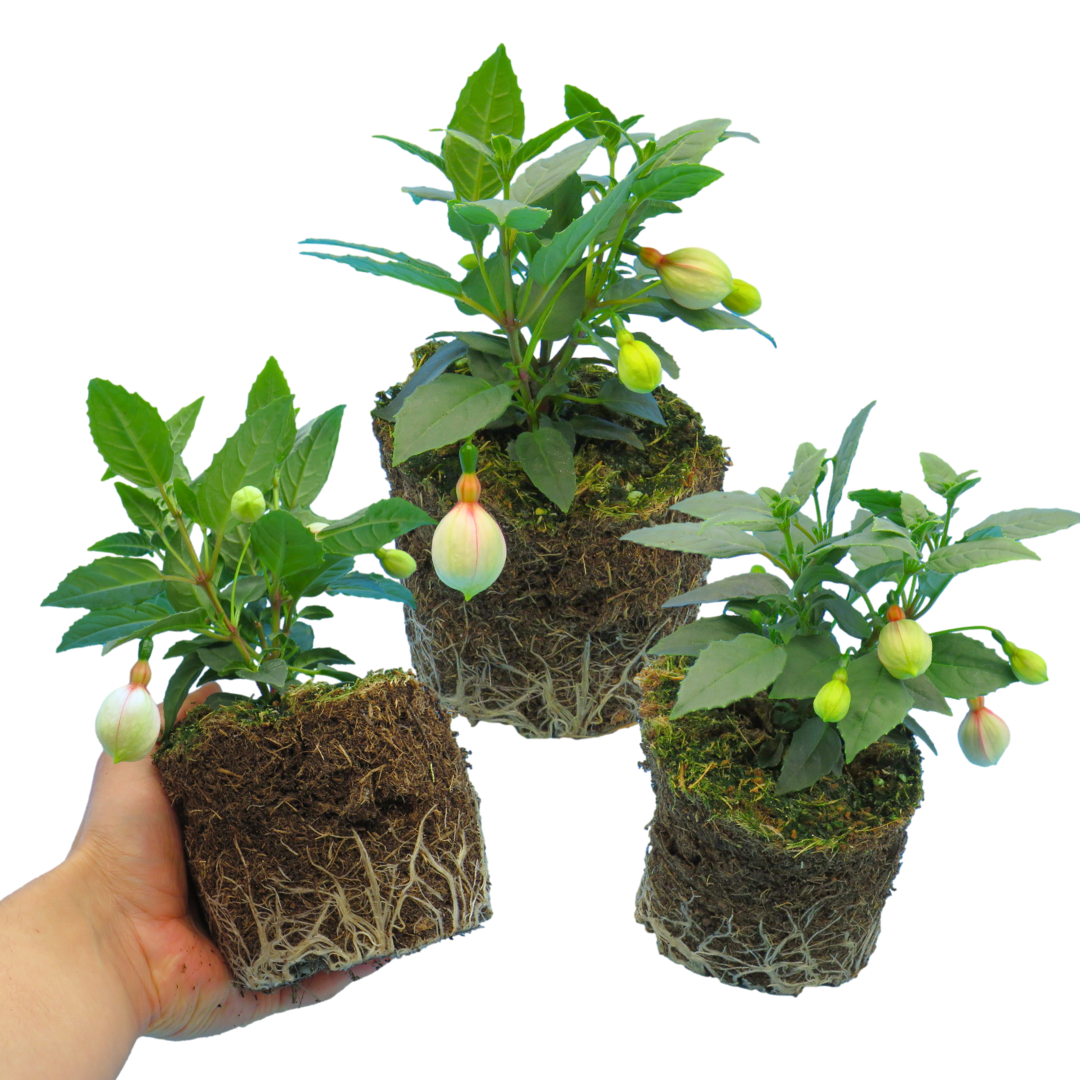 Fuchsia 'Diva White & Violet' – Summer Bedding (Set of 3 or 6)