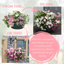 7 Colour Coordinated Plants - Bridal Bouquet Theme Speedplanter, Garden Ready