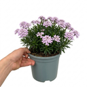 Iberis Mermaid Lavender Candytuft Plants