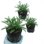 Set of 3 or 6 Achillea Millefolium Cerise Queen Plants, Hardy Pink Yarrow, Summer Flowering Perennial, Outdoor Garden Ready, 1 Litre / 11cm Root-Ball