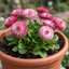 1 Bellis Habanera Rose Pink Double Daisy Plant, Hardy Perennial Spring Bedding, 2Ltr Root Ball