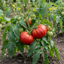 Set of 3 or 6 Large Plants - Tomato Supersteak Variety, Ready to Plant in Your Garden