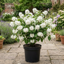 Philadelphus Snowbelle Mock Orange Plants