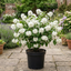 1 Philadelphus Snowbelle Mock Orange Plant, Fragrant Hardy White Flowering Garden Shrub, 3L Root-Ball