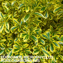 Euonymus Microphyllus Aureomarginatus Plant